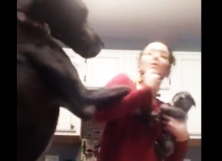 jealous dog of puppy