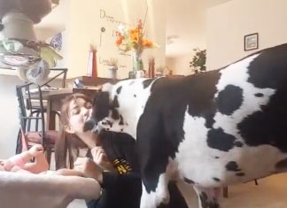 jealous-great-dane-mom