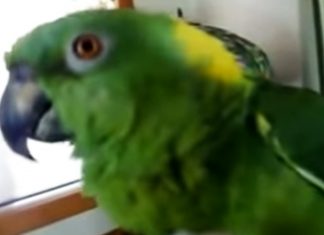 parrot-awesome-singer