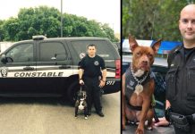 pitbulls-for-k9
