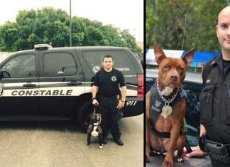 pitbulls-for-k9
