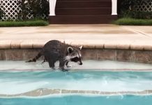 racoon in pool