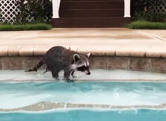 racoon in pool