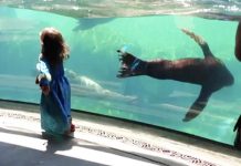 sea lion worried about kid