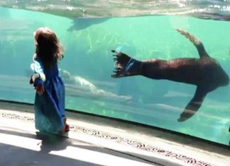 sea lion worried about kid