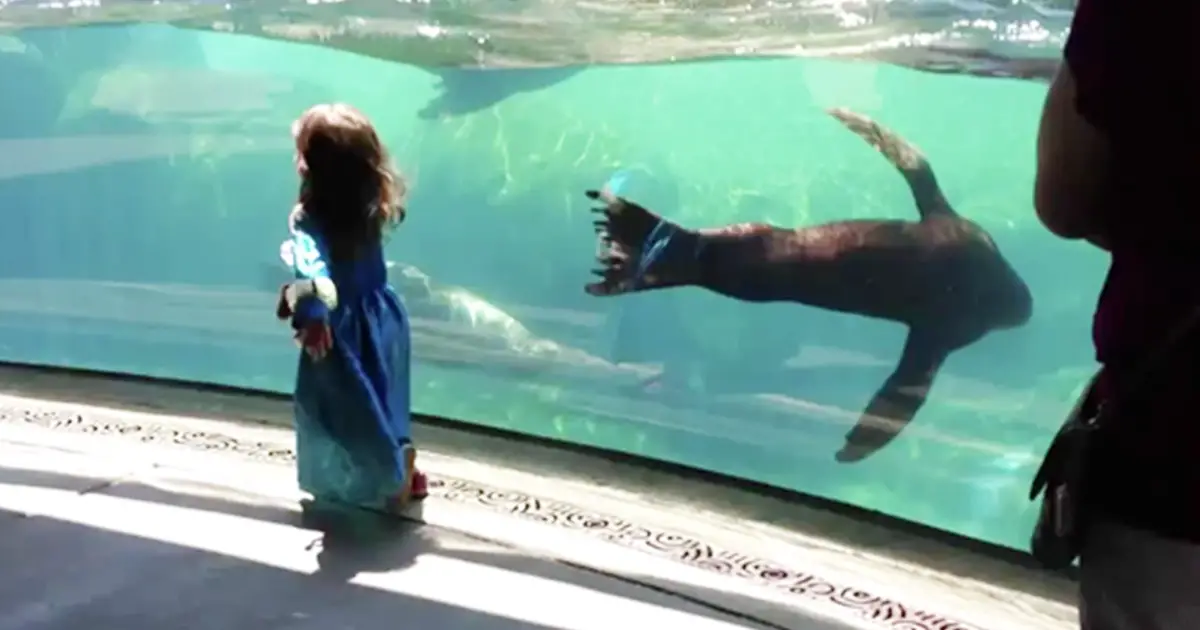 sea lion worried about kid