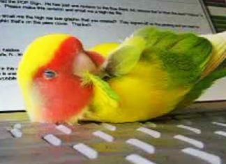 sleeping lovebird