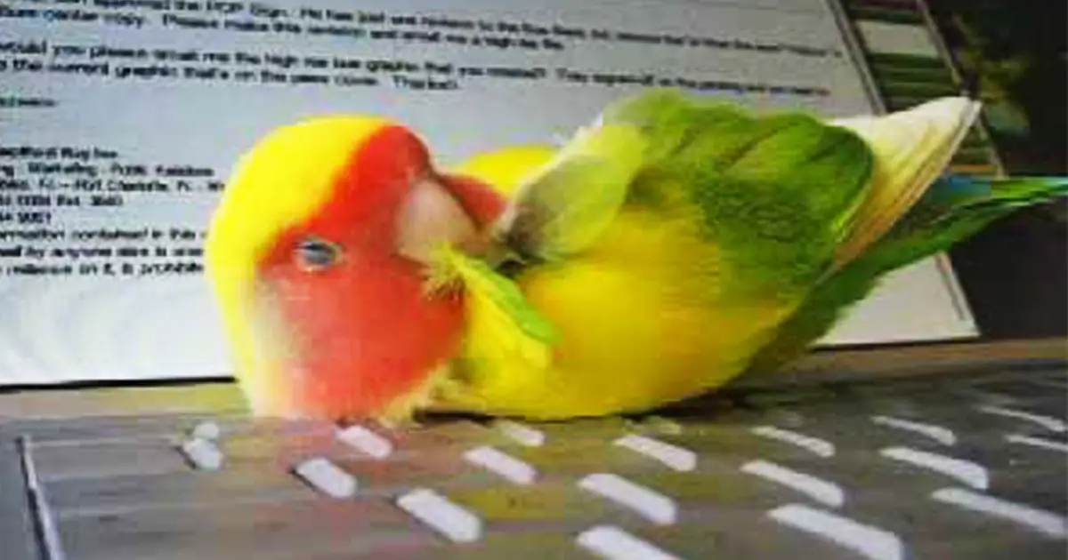 sleeping lovebird