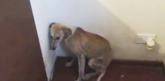 traumatized dog face corner