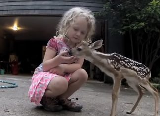 Deer Whisperer