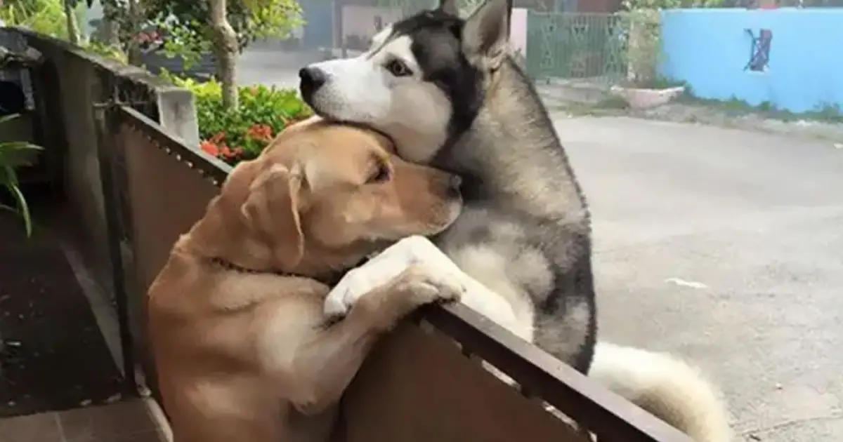 Dog and his best friend