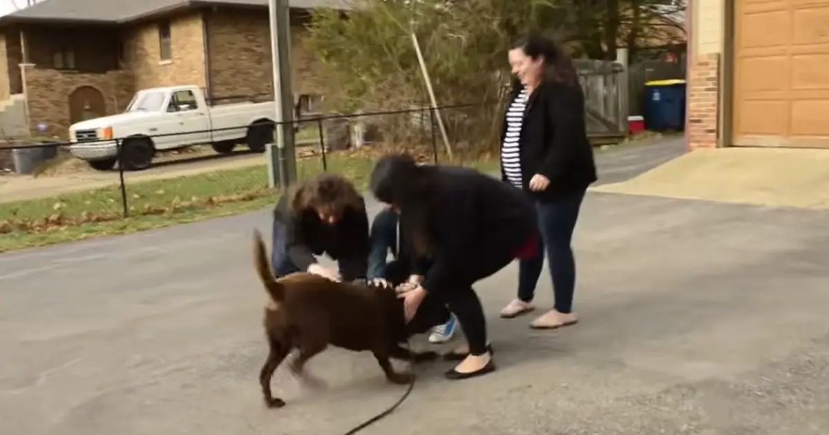 Dog reunion with family