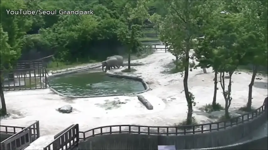 Elephants rush save drowning calf 0-19 screenshot