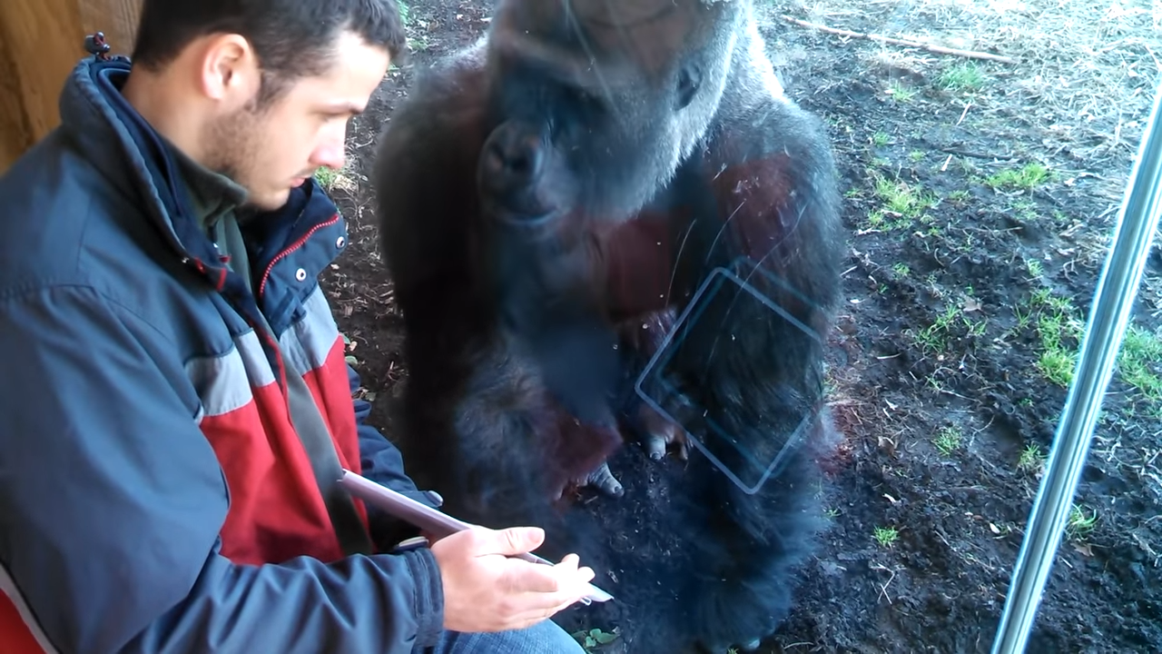 Louisville Zoo Gorilla Likes Ipad 0-7 screenshot