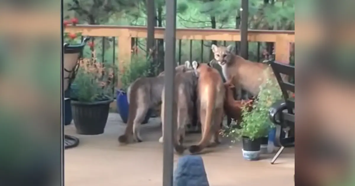 Man Films Group of Mountain Lions on Porch in Colorado