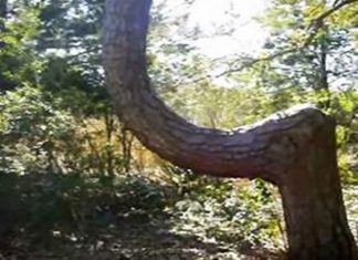 bent-trees