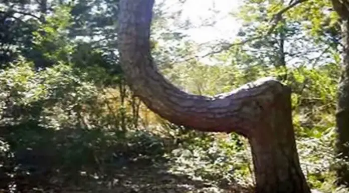 bent-trees