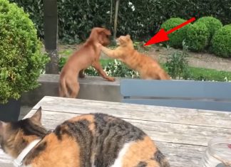 cat protects dog