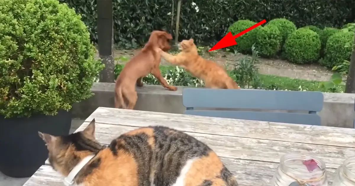 cat protects dog