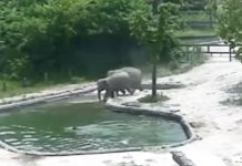 elephant-play-with-her-baby