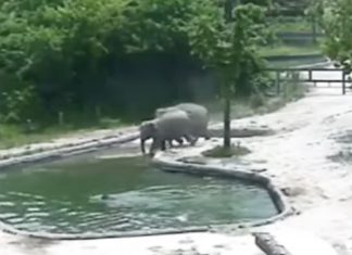 elephant-play-with-her-baby