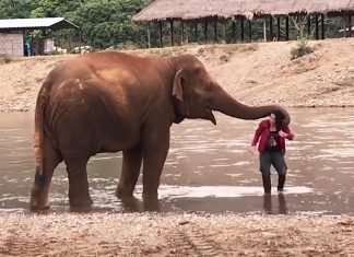 elephant-protective-of-owner