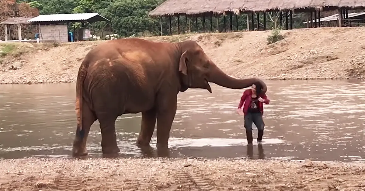 elephant-protective-of-owner