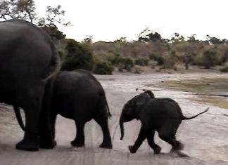 elephant sneeze scared
