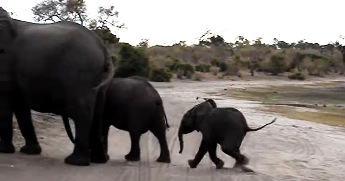 elephant sneeze scared