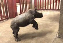 excited rhino