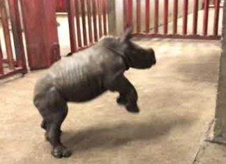 excited rhino