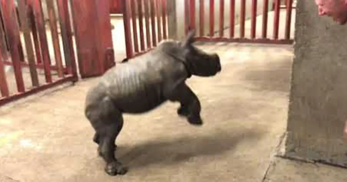 excited rhino