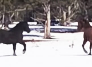 horse-reunion