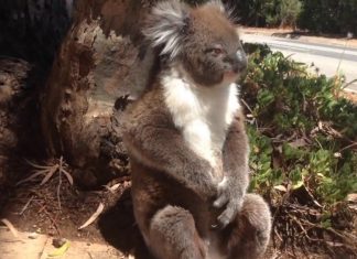 koalo-gets-kicked-out-of-tree