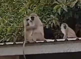 mama-monkey-hugs-baby