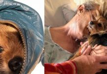 nurse-helps-dog-to-say-goodbye