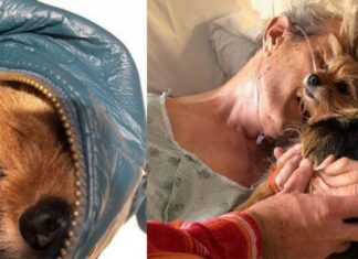 nurse-helps-dog-to-say-goodbye