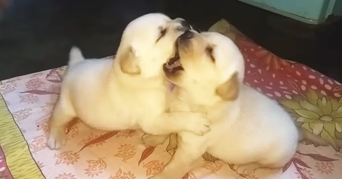 puppies fight