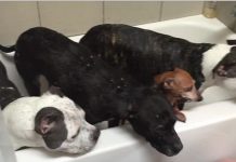 rescued-dogs-bath-time