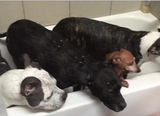 rescued-dogs-bath-time