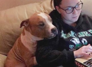 shelter-dog-loves-new-mom