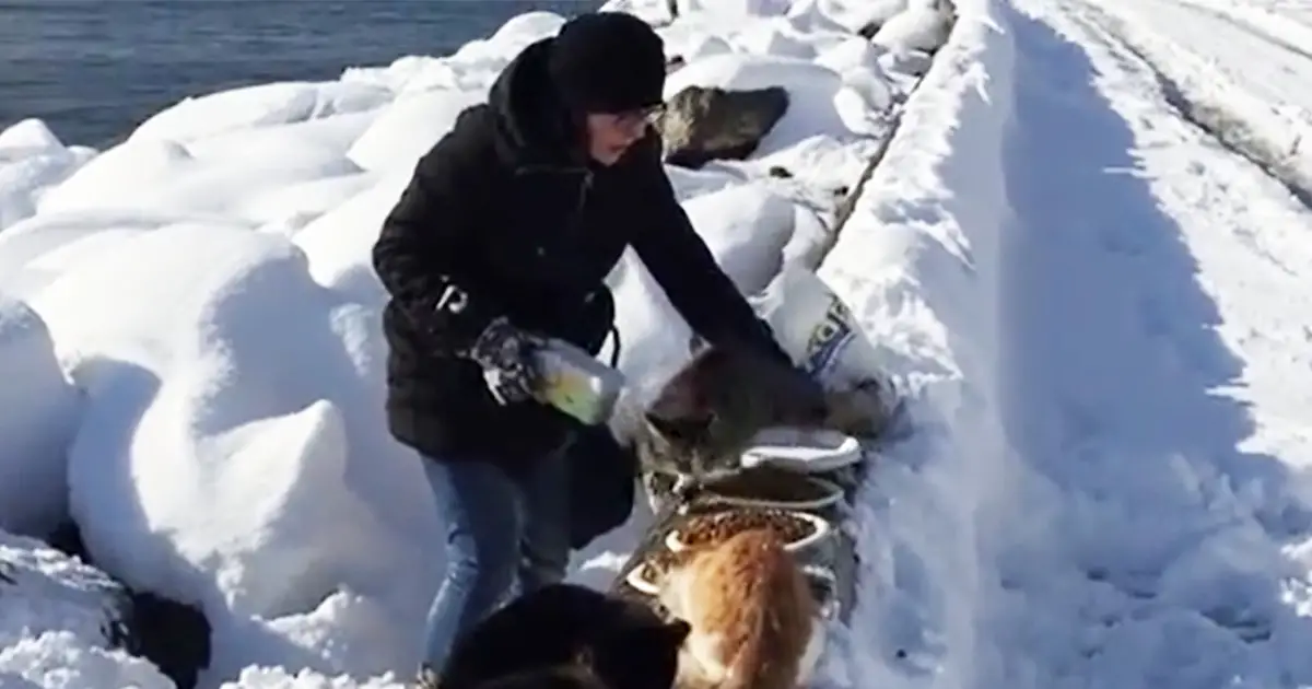 street-cats-fed-istanbul