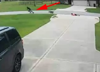 teen-saves-child-from-dog