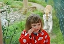 tiger surprise little girl