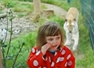 tiger surprise little girl