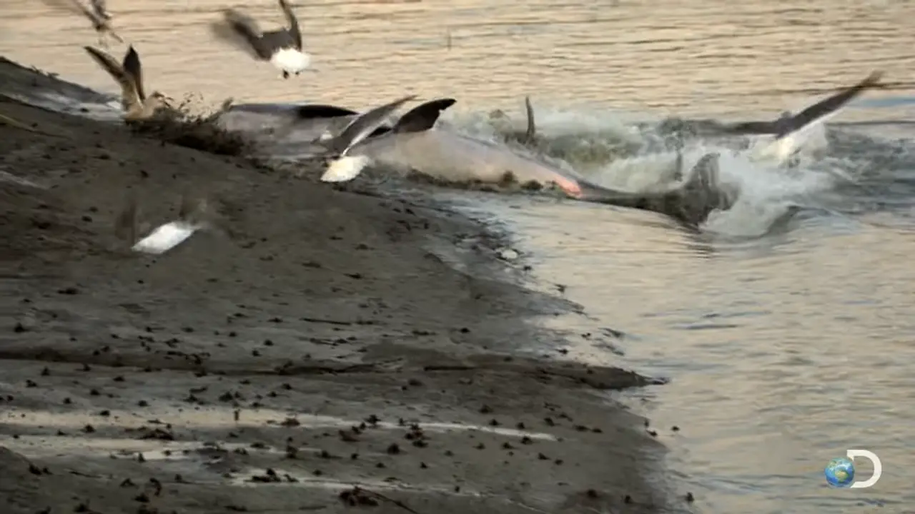 Clever Dolphins Hunt Together _ North America 1-19 screenshot