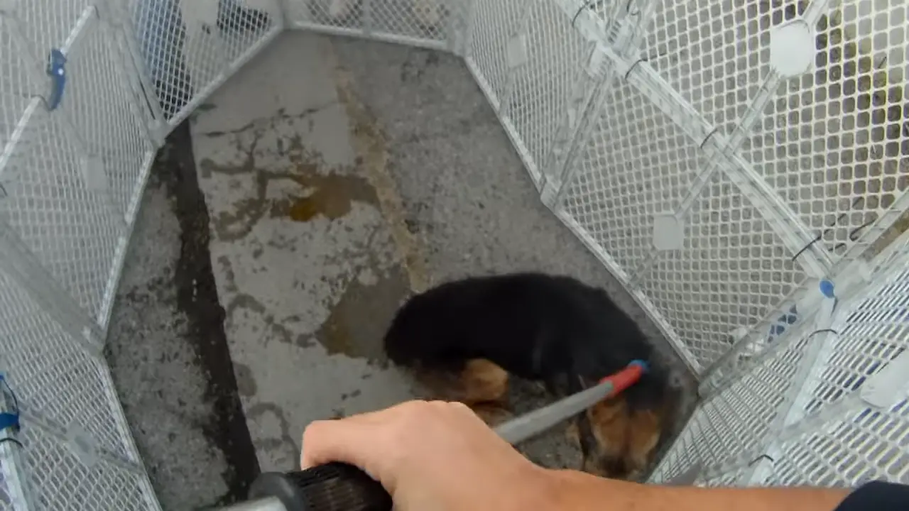 Dog rescue_ Sweet Ben. 3-25 screenshot