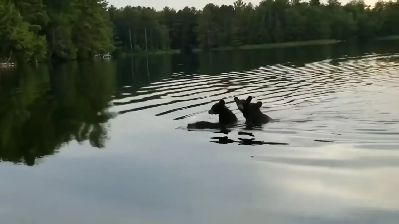 Momma bear swims with three cubs on her back 0-7 screenshot