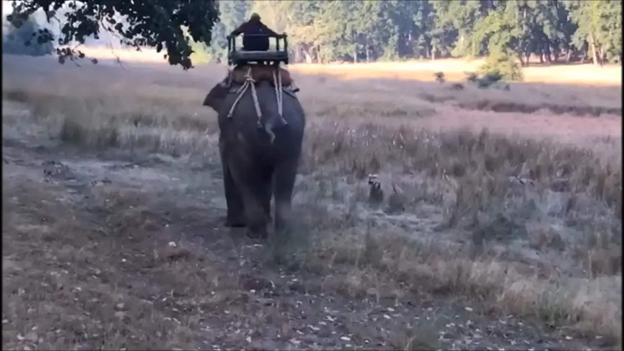 Tiger Attacking Elephant At Bandhavgarh National Park 0-25 screenshot