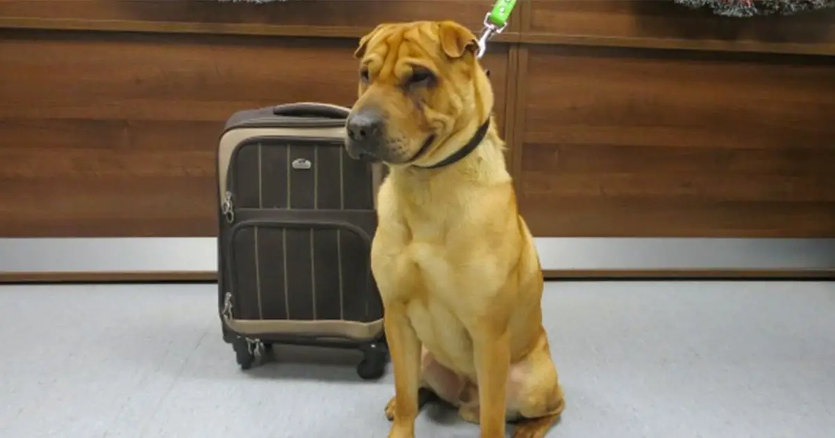 abandoned-dog-tied-at-station